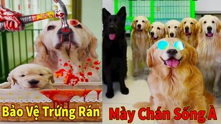 Thú Cưng TV | Trứng Vàng và Trứng Bạc #16 | Chó Golden Gâu Đần thông minh vui nhộn | Pets smart dog