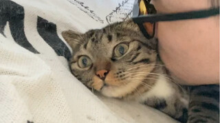 Aduh, ayah secara tidak sengaja jatuh menimpa Chou Juan Bao!