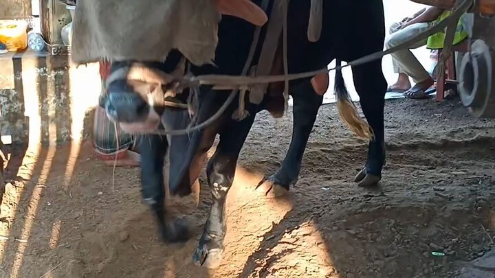কাঠের ঘানিতে ফোঁটা ফোঁটা খাঁটি তেল: কেন এর ঝাঁঝ এত বেশি?