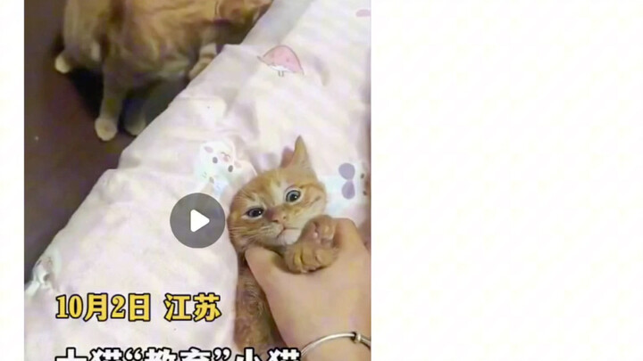 Da Ju clearly knows what the kitten is saying.