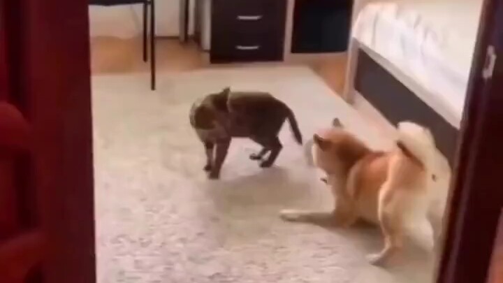 In martial arts, speed is the ultimate key.