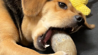 I gave it a cow horn to chew on, but unexpectedly, it returned me a cow horn with marrow instead.