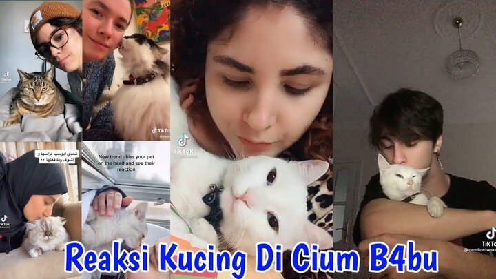 Reaksi Para Kucing jika Dicium !!! Ada yang bikin Ngakak