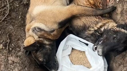 Tidak ada lagi si Kepala Besar, Mulut Besar, Xiaomi, si bajingan peracun di dunia ini