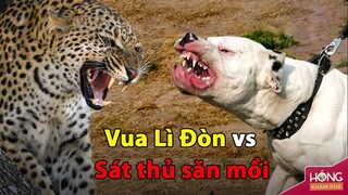 Chó Ngao nguy hiểm bậc nhất thế giới nhốt cùng Báo Hoa Mai và cái kết | Hóng Khám Phá