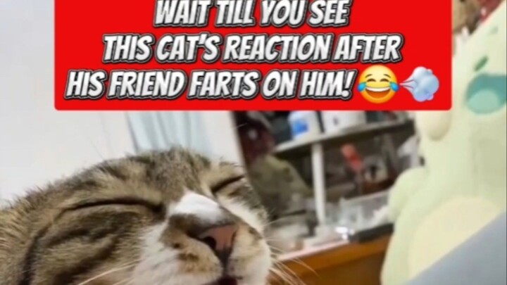 Bro smelled his own paws and was NOT ready for it 😂