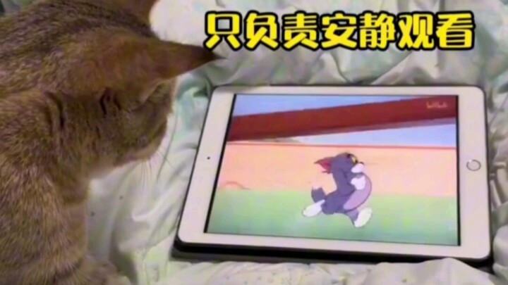 Can kittens really understand TV?