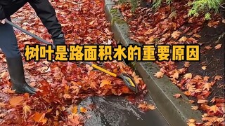 Why do leaves clog sewer pipes? #Science #Unzip #Cleaning #IncreaseKnowledge