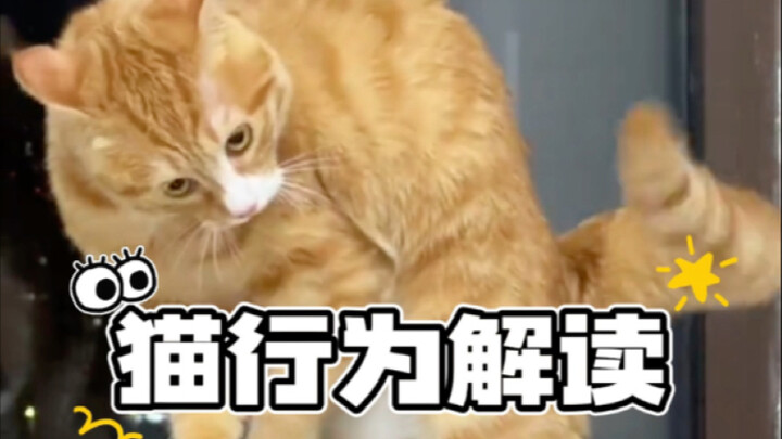 แมวโก่งหลังขนพองตัวคือกำลังเป็นอะไรอยู่?
