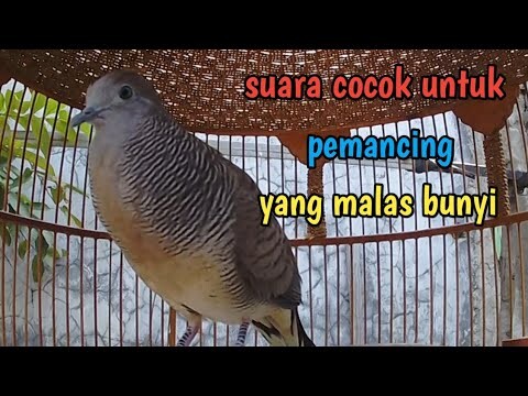 Perkutut lokal gacor suara cocok untuk pancingan yang malas bunyi.