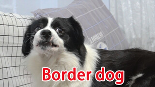 A Border Collie & a German Shepherd