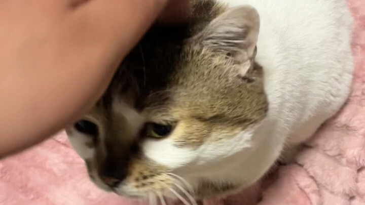 Chào mừng chẳng có gì long trọng cả