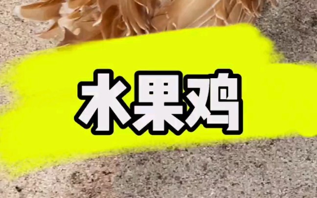 Fruit Chicken King Defa