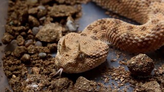 Bush Viper งูพิษฆ่าชีวิต