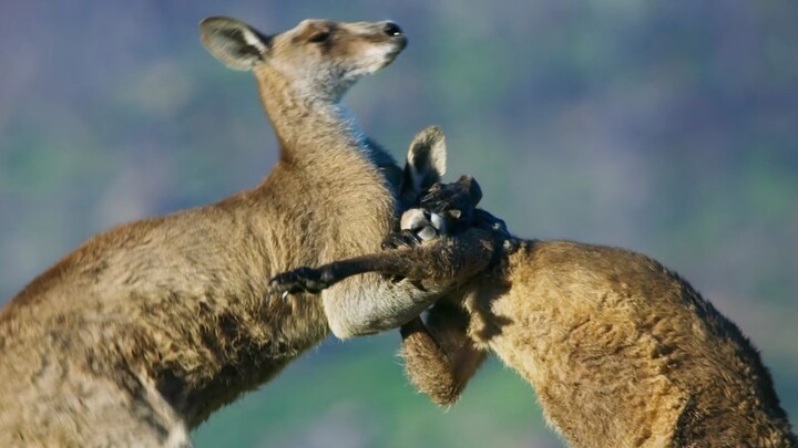 “My son melts in your mouth—time for Mom to find him a new home” — The Kangaroo