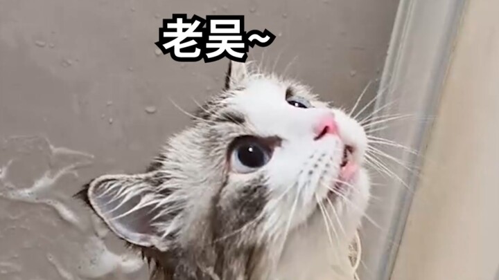 Mèo con tắm xong co rút nghiêm trọng quá…