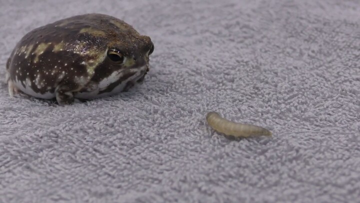 Video katak hujan makan belatung