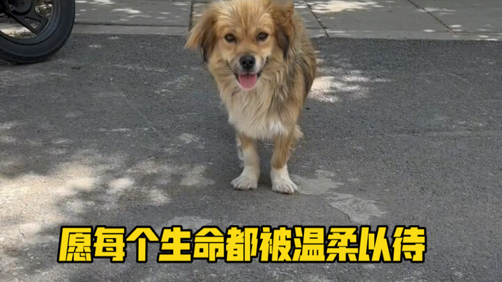 Khẩu hiệu của Đội Chó Chúng Ta là: chó giúp đỡ chó!