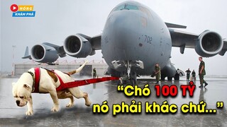 🔥10 Dòng Chó Có Sức Mạnh Phi Thường, Sát Thủ Máu Lạnh Nguy Hiểm Nhất Thế Giới