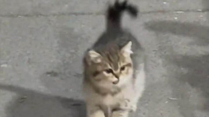 พบลูกแมวน้อยตัวหนึ่ง