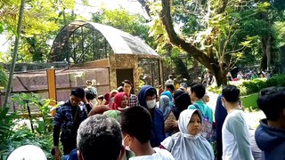 kebun binatang surabaya