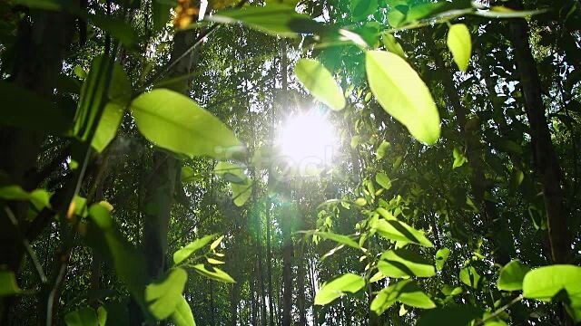 Video (Prueba)