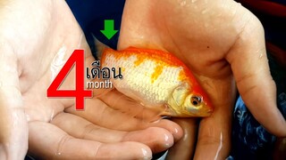 ลูกปลา(คาร์ฟ?)4เดือน l คุณพ่อคราฟ EP.41