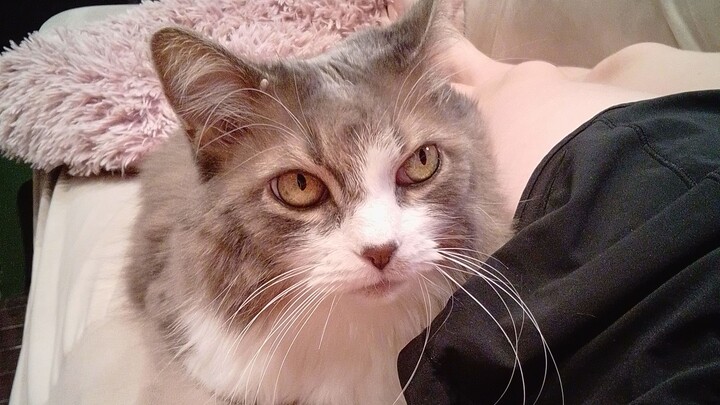 Little Lady Luck Lazer Pointer Chase on the floor. Too cute to resist 🐈🐾😍