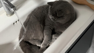 I was halfway to the toilet when I found the cat was there too.