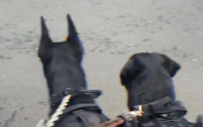 Rottweiler: Let’s see who dares to get close to my mom!