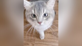 Nuôi tốn cả cơm thucung idolface xuhuong trending cat onhavanvui