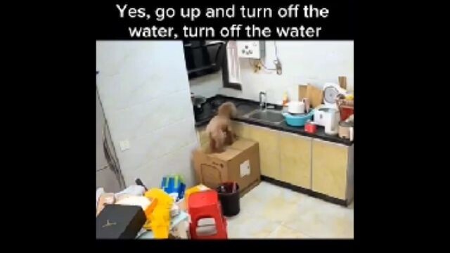 si Anjing Pinter