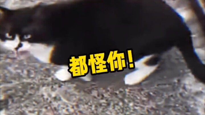 แมว: ไอ้หนู กลางคืนอย่าหลับฝันหวานเกินไปนะ!!!