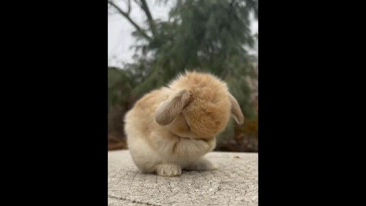 Top 5 bunnies☝🥶