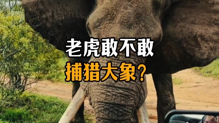 เสือกล้าล่าช้างไหม?