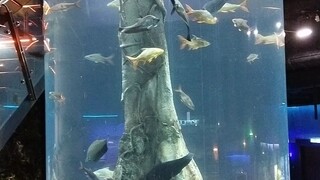 #aquaria klcc