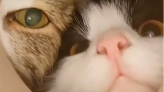 Kucing ini bisa mencium siapa yang gay.jpg