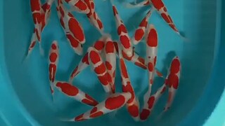 koi