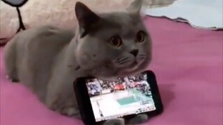 "Tim Kucing Berjasa Besar"