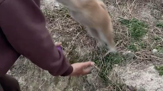 Gaining a puppy's trust is such a happy thing.