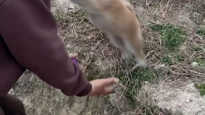 得到小狗的信任是一件很幸福的事