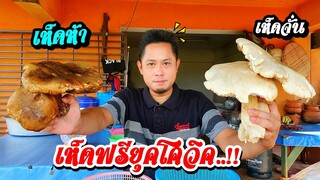 ยำเห็ดจั่น แกงเห็ดห้า ของฟรียุคโควิด 2564