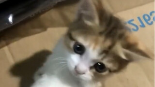 ลูกแมวที่น่าสงสาร