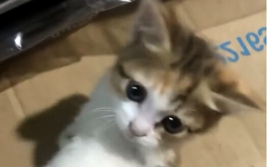 anak kucing yang malang