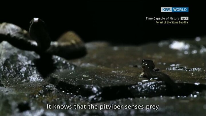 Time Capsule Of Nature Ep. 4