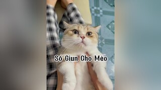 Uống thuốc khum ?? mèo cat GameTachKeo