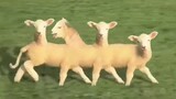 Cyriak sheep
