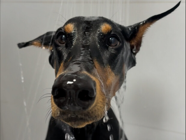 Immersive car seat renovation with a little dog