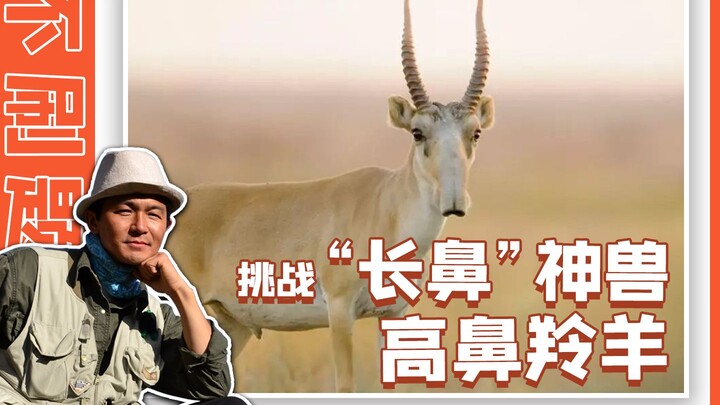 National treasure big-nosed sheep