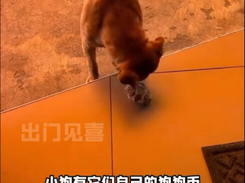 Anjing cerdas yang mau menukar batu dengan hamburger #anjing #hewanajaib